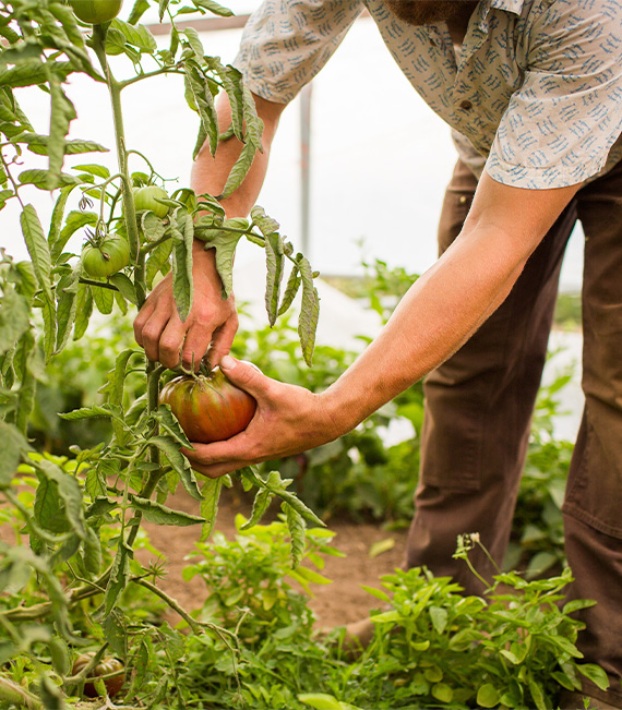 Farmer with a tomato plant